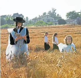  ?? ARCHIVO ?? En Jerusalén. Judíos jasídicos recogen trigo para preparar la matzá.