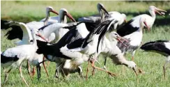  ?? Foto: dpa/Carsten Rehder ?? Sammeln zum Abflug gen Süden