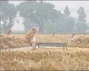  ?? HT PHOTO ?? With farmers in basmati belt opting for manual harvesting, the area has witnessed negligible farm fire incidents.