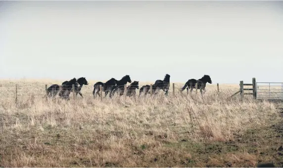  ??  ?? Exmoor ponies introduced to Rainton Meadows Nature Reserve.