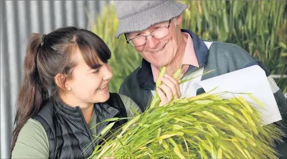  ??  ?? TOP CROP: Agronomist Meaghan Pohlner and steward Ian Bridgewate­r judging crops at Dimboola Show. Picture: PAUL CARRACHER