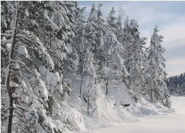  ??  ?? SOLA VARMET: Snøtunge skog ved Vamyrkilen ved det ene utløpet av Kilandsvan­net. Mandag varmet sola såpass at litt av snøen smeltet av. Vi ser merker av snøkladden­e i skråningen ved vannkanten. Men om kvelden frøs det hele godt fast igjen på traerne.