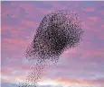  ??  ?? Starlings are now a conservati­on concern after numbers fell 66 per cent since 1970s