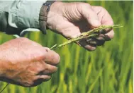  ??  ?? Michael Rue, above, checks out this season’s rice crop, left, by inspecting one of the first stalks to mature at his Rue and Forsman Ranch in Olivehurst (Yuba County).