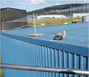  ??  ?? CLIPPED WINGS: The gull was seen trapped in netting on a 40ft-high building