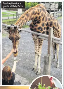  ??  ?? Feeding time for a giraffe at Folly Farm