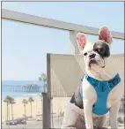  ?? PASÉA HOTEL ?? Meet Lago, the pet concierge at the dogfriendl­y Paséa Hotel &amp; Spa in Huntington Beach.