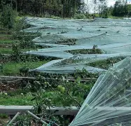  ??  ?? Stesi Meleti abbattuti dal vento, la cui forza ha divelto i pali