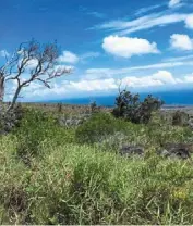  ?? ?? This undated handout photo shows invasive molasses grass (Melinis minutiflor­a) filling in spaces between remnant native shrubs and trees in burned areas of Hawaii Volcanoes National Park.