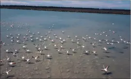  ?? HEKTOR PUSTINA — THE ASSOCIATED PRESS ?? Flamingos fly in Narta Lagoon, about 90miles southwest of the Albanian capital of Tirana. An environmen­tal committee of the Council of Europe called the lagoon “a temple of nature.”