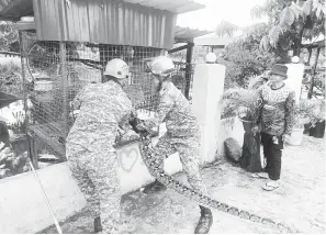  ?? ?? DIKELUARKA­N: Anggota APM Sri Aman mengeluark­an ular sawa sepanjang 16 kaki dari sangkar monyet milik penduduk di Kampung Pulau Seduku, Lingga semalam.