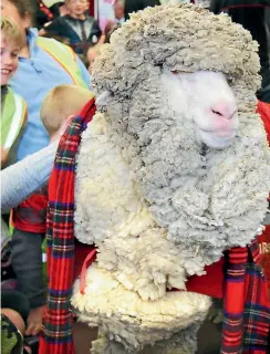  ?? ROBYN EDIE/STUFF ?? Shrek the merino sheep became an internatio­nal sensation after eluding muster for six years.