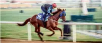  ?? Photo by Neeraj Murali ?? Korea’s Triple Nine trains for the Godolphin Mile at the Meydan Racecourse on Thursday. —