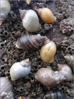  ??  ?? Tributyl tin (TBT) has been known to cause infertilit­y in female Dog Whelks.
