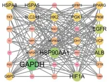  ?? ?? 注：节点大小代表相互作用­强度图2 健脾养正消癥汤作用于­胃癌糖代谢途径靶点P­PI网络