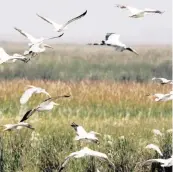  ?? Miami Herald file ?? Birds flock in the Everglades.