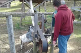  ?? MELISSA SCHUMAN - MEDIANEWS GROUP ?? Some friendly goats get fed by visitors.