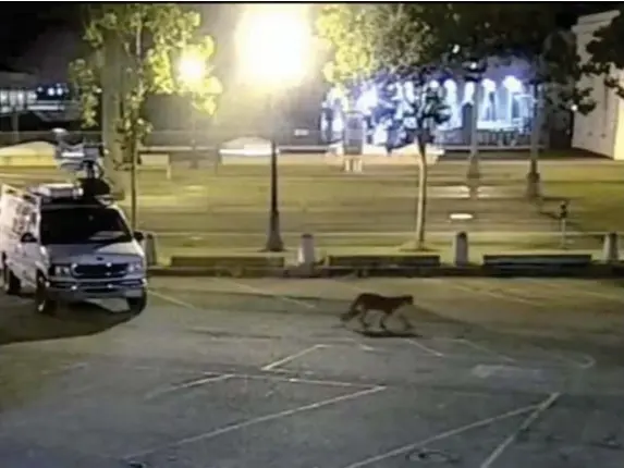  ??  ?? A disoriente­d cougar roamed the streets of San Francisco for two days until he was spotted by police near Oracle Park stadium (KGO-TV/ABC7 via AP)