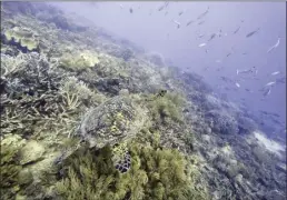  ?? AP file photo ?? A sea turtle swims over corals on Moore Reef in Gunggandji Sea Country off the coast of Queensland in eastern Australia on Nov. 13. For the first time, United Nations members have agreed on a unified treaty on Saturday to protect biodiversi­ty in the high seas — nearly half the planet’s surface.