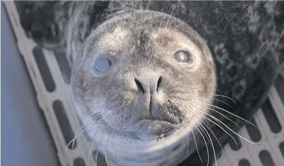  ??  ?? The harbour seal pup that was separated from its mother by a boater near Port McNeill last month. It is being cared for at the Marine Mammal Rescue Centre in Vancouver, where it has been nicknamed Zenon Samuel.