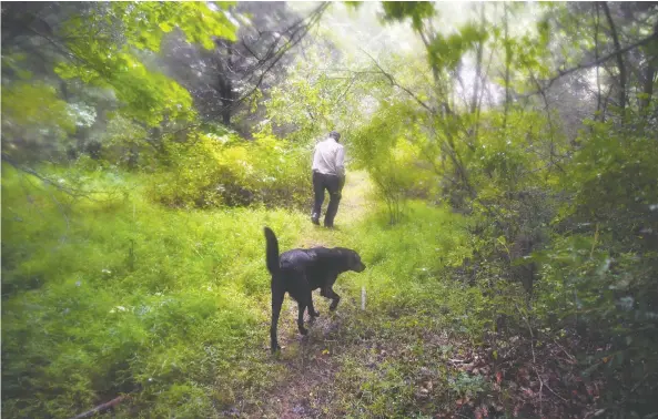  ?? PHOTOS: MICHAEL S. WILLIAMSON/FOR THE WASHINGTON POST ?? Drew Miller walks the grounds of Fortitude Ranch, located inside the George Washington National Forest, with a guard dog.