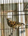  ?? Fotos: Elmar Knöchel ?? Ercan Yalcinkaja ist fassungslo­s: Rund 60 seiner Vögel sind verschwund­en. Er geht davon aus, dass Unbekannte die Türe der Vo‰ liere geöffnet und die Vögel gestohlen haben.