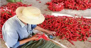  ??  ?? Des milliers de piments, habilement tressés pour être séchés