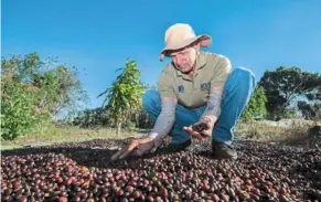  ?? ?? Valverde at his coffee plantation in naranjo, alajuela province, costa rica. — EZEQUIEL Becerra/afp