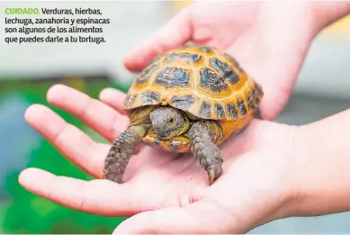  ??  ?? CUIDADO. Verduras, hierbas, lechuga, zanahoria y espinacas son algunos de los alimentos que puedes darle a tu tortuga.