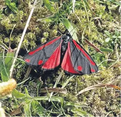  ?? Picture: Angus Whitson. ?? A colourful black and red cinnabar moth on heathland at St Cyrus Nature Reserve.