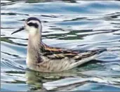  ?? Photograph: John Fitzpatric­k ?? A red-necked phalarope, the first Arran record in more than 30 years.