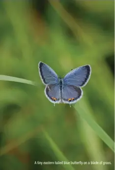  ??  ?? A tiny eastern tailed blue butterfly on a blade of grass.