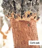  ??  ?? Cork oak