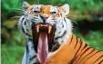  ?? F.: DPA / JENS BÜTTNER ?? Der Sibirische­r Tiger ist die größte Katze der Welt.