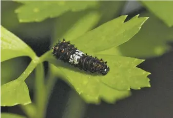  ??  ?? is early instar of the eastern black swallowtai­l caterpilla­r resembles bird droppings, which discourage­s predators.