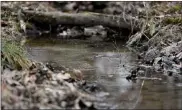  ??  ?? A creek on land owned by Christina Smith in District Township. Smith will be preserving her 70acres in the area known as Oley Hills. The area gets the highest rating for water quality awarded by the state.