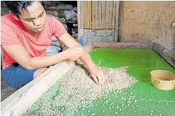  ?? ?? EXAMINING EACH BEAN Coffee sorting at the cooperativ­e
