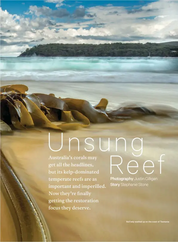  ?? Photograph­y Justin Gilligan ?? Bull kelp washed up on the coast of Tasmania