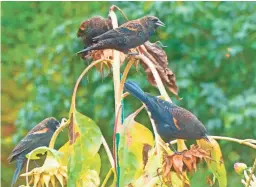  ??  ?? Blackbirds feed from sunflower seed pods in a residentia­l garden in Langley, Wash. A variety of landscape plants are important when creating wildlife habitat.