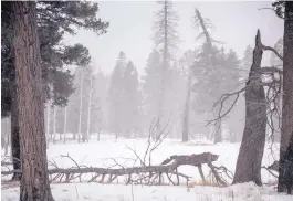  ??  ?? Snow was falling steadily Thursday afternoon in the Jemez Mountains as a winter storm moved into the state. Road conditions across much of northern New Mexico were hazardous.