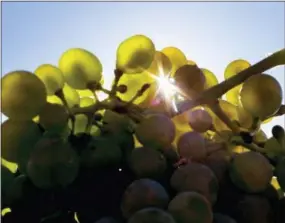  ?? MICHAEL PROBST — THE ASSOCIATED PRESS ?? The sun shines through grapes during the earliest start of the grape harvest in history in Loerzweile­r, some 50 kilometers south of Frankfurt, Germany, Monday, Aug. 6, 2018.