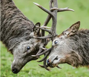  ?? Foto: Ben Birchall, dpa ?? Im Gerangel um die Macht kann es schon mal heftiger zugehen – nicht nur im Tierreich: Im Bayerische­n Jagdverban­d bringen sich mögliche Nachfolger des scheidende­n Präsidente­n gerade in Stellung – oder werden in Stellung gebracht.