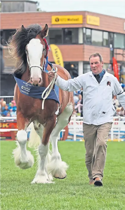  ?? Pictures: Jim Crichton. ?? Clydesdale champion Ord Tinkerbell took home the Sanderson Trophy for the overall supreme title winner for her Muir of Ord owners.