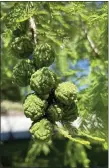  ?? PHOTO BY PAM BAXTER ?? Immature seed pods of Metasequoi­a glyptostro­boides.