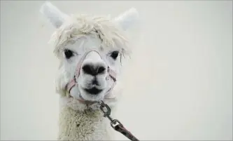  ?? BARRY GRAY, HAMILTON SPECTATOR FILE PHOTO ?? March Break Petting Zoo, March 12, 14, 16 noon to 2 p.m. Harper’s Garden Centre, 1039 Wilson St. E., Ancaster. Each day, kid friendly workshops, treats and a variety of animals, alpaca, pony, sheep and more. Register: 648-2157. There are lots of March...