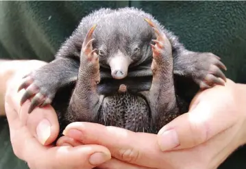  ??  ?? SYDNEY: Photo shows a keeper carries a baby puggle in Sydney. Sydney’s Taronga Zoo is celebratin­g its first successful echidna births in 30 years with three healthy babies, known as puggles, from three different mums hatching within days of each other....