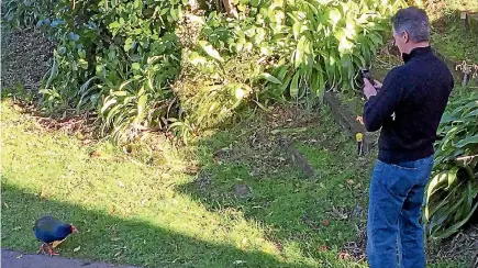  ?? PHOTO: ADAM POULOPOULO­S/STUFF ?? United States ambassador Scott Brown, a former model and junior basketball player, photograph­s one of Kapiti Island’s five takahe.