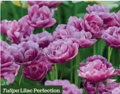  ??  ?? Tulipa Lilac Perfection
Double, peony-like blooms H x S 50cm x 15cm F Apr-May 10 bulbs £4.90