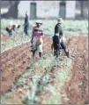  ??  ?? Left: farmers working the land. For those seeking to redistribu­te farmland among poor blacks, there is an uncomforta­bly close reminder of the dangers of getting this wrong: Zimbabwe.the writer says civil society needs to get involved; the process...