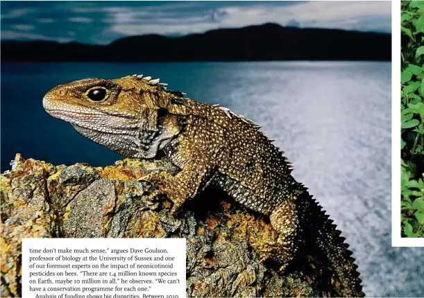  ??  ?? Often described as ‘living fossils’ or ‘missing links’, Brothers Island tuataras survive on one tiny New Zealand island.